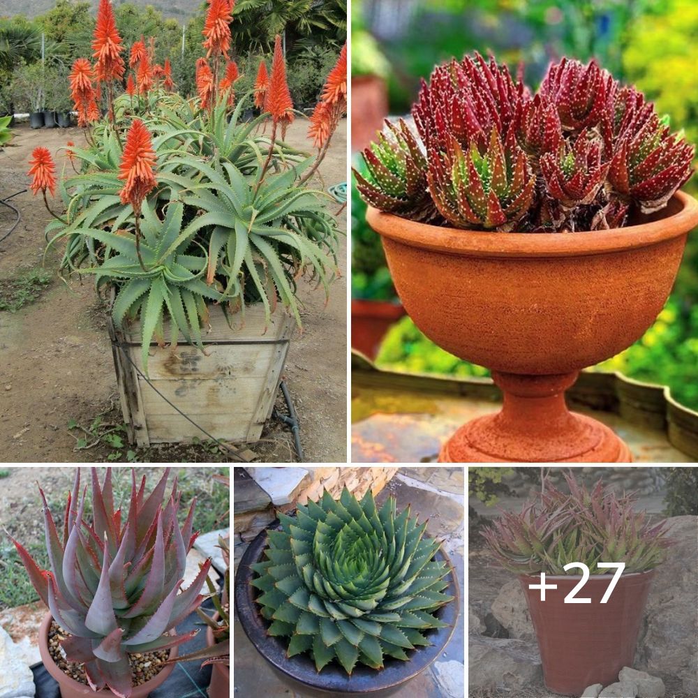 Types Of Aloe 27 Best Aloe Varieties For Containers 0482