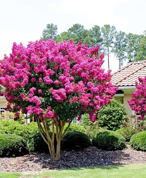 29 Beautiful Bushes with Pink Flowers